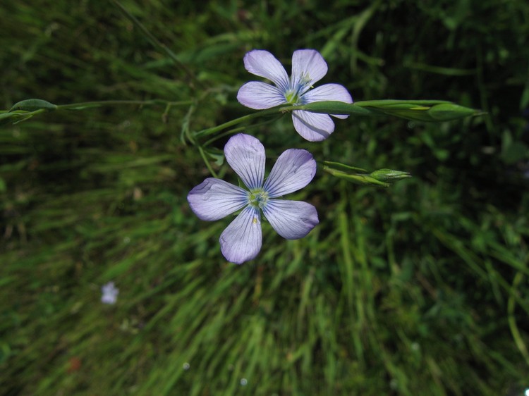 Linum bienne